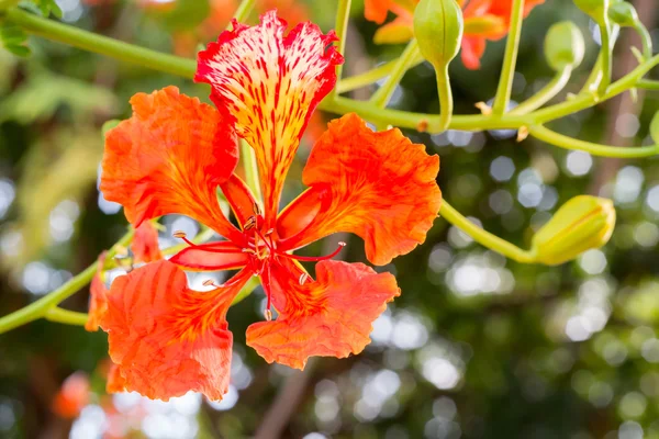 Flam-boyant, A Lángfa, Royal Poinciana — Stock Fotó