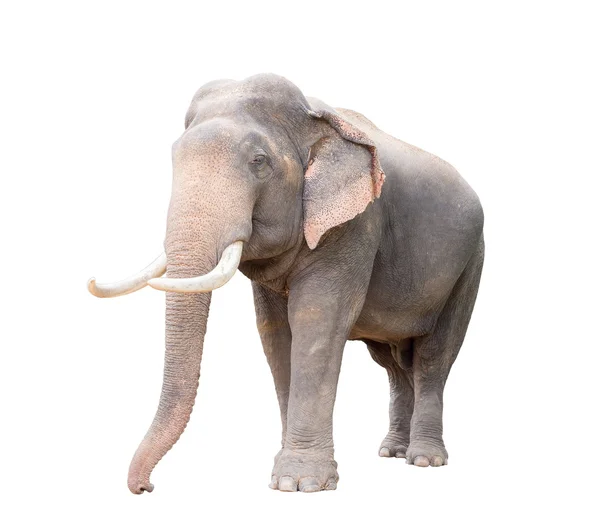 Ізольована Азії слон — стокове фото