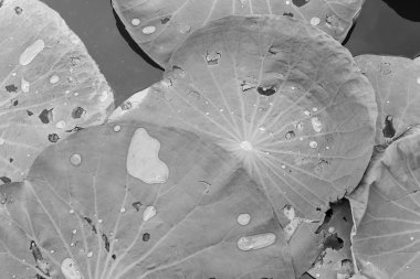 su damlaları ile Lotus yapraklar