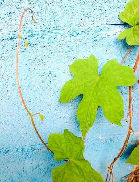 Green leaf on blue wall — Stock Photo, Image
