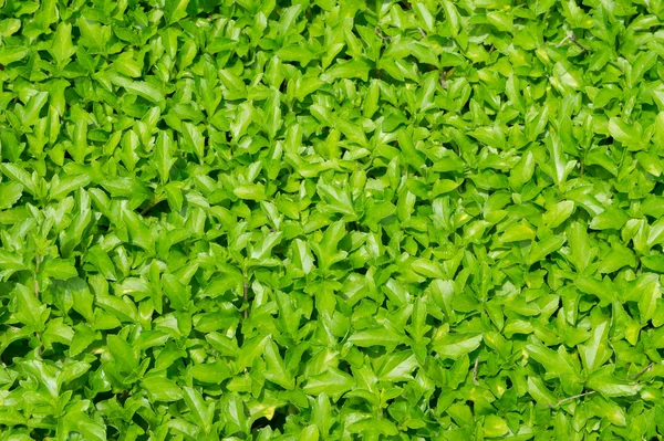 Сфагнетикола трилобата с зеленым листом — стоковое фото