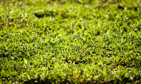 Greensward, grass — Stock Photo, Image