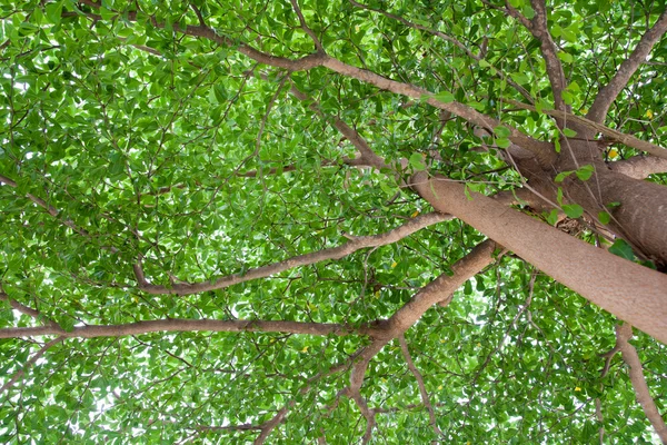 Terminalia ivorensis Chev, sombra bajo el árbol — Foto de Stock