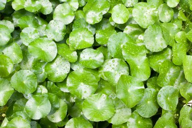 Centella asiatica yapraklar