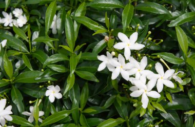 wrightia bileğinde yeşil yaprak