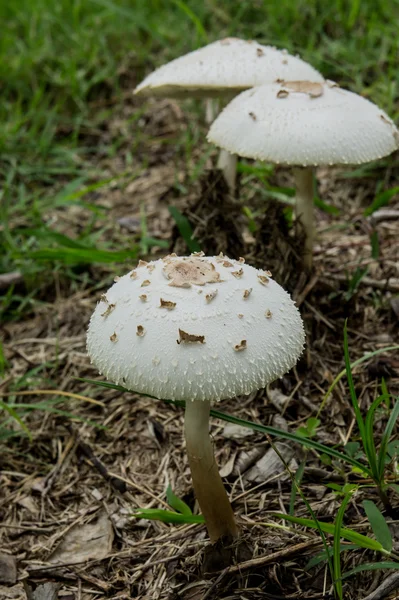 Psilocybe cubensis Earle mushroom — Stock Photo, Image