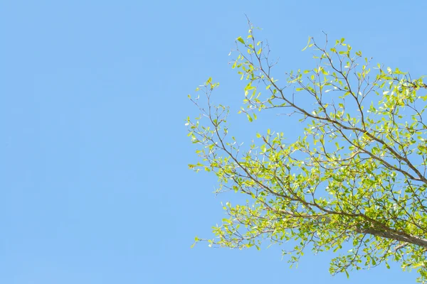 Brunch de árbol en el cielo azul — Foto de Stock