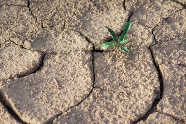 toprak bitki ile çatlamak