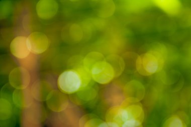 bokeh arka plan yeşil tonlama ile