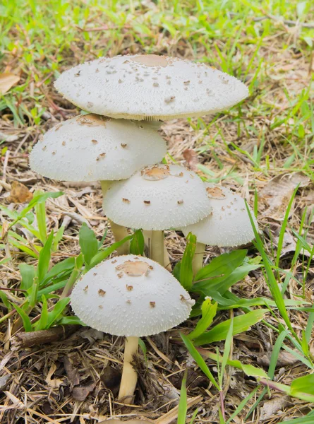 Magic mushrooms — Stock Photo, Image