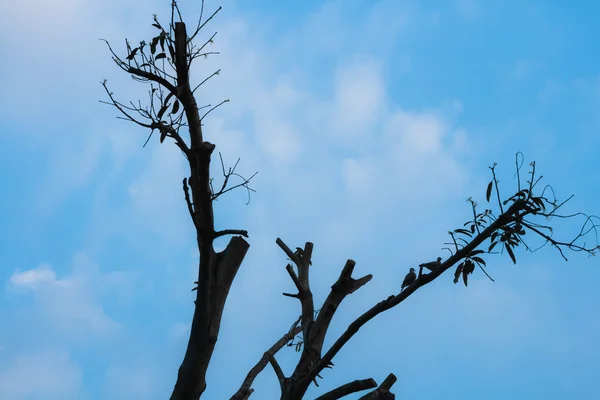 Ağaç dalı siluet — Stok fotoğraf