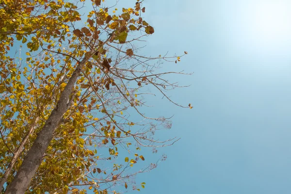 Árbol de teca de pie con cielo despejado — Foto de Stock