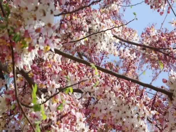 Cássia rosa, chuveiro rosa — Vídeo de Stock