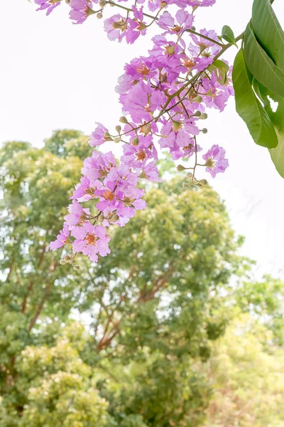 Lagerstroemia в Таїланді — стокове фото