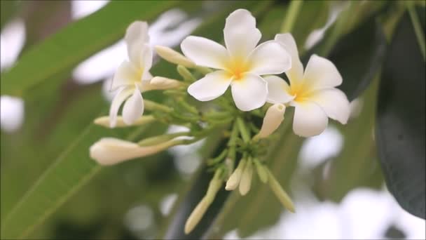 Plumeria biały dmuchanie przez wiatr — Wideo stockowe