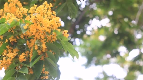 Blühende gelbe Blume, indischer Palisander — Stockvideo