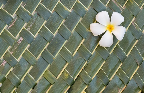 Plumerias em folhas de coco verde — Fotografia de Stock