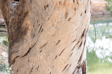 ağaç gövdesi pütürlü yüzeyi ile