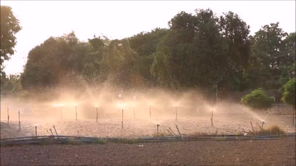 Разбрызгиватели воды в огороде — стоковое видео