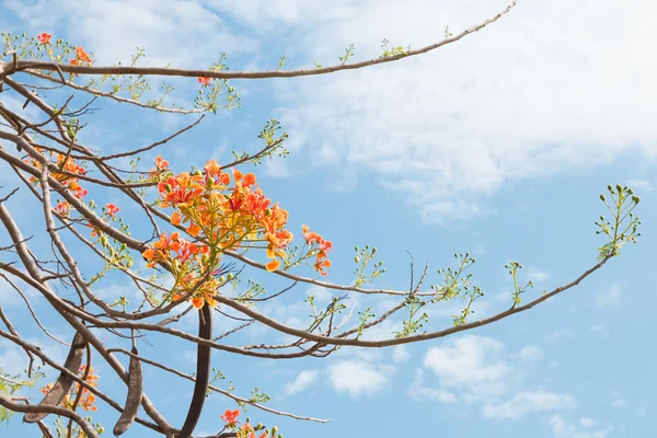 Flores naranjas en un brunch con vaina — Foto de Stock