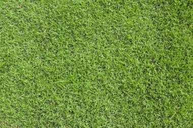 yeşil çim dokusu
