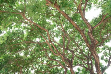 ağacın altında gölge