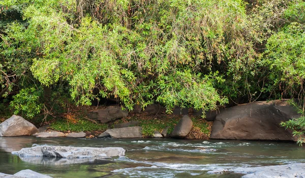 Stream in the forest — Stock Photo, Image