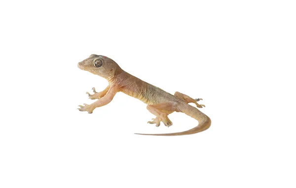 Wall-lizard — Stock Photo, Image