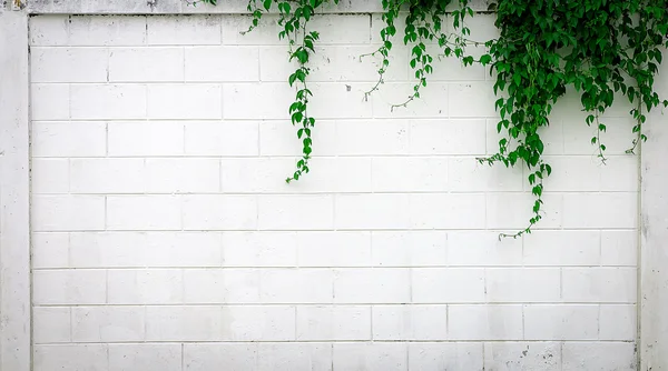 White concrete wall and plant — 图库照片