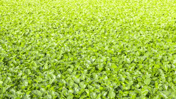 Water hyacinth — Stock Photo, Image