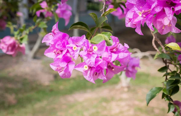 Рожевими квітами бугенвіллії — стокове фото