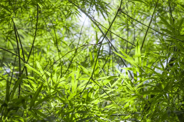 Azul, bambu verde folhas fundo — Fotografia de Stock