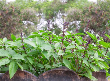 fesleğen ile çiçek açan çiçeği