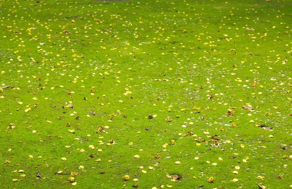 Moss on ground — Stock Photo, Image