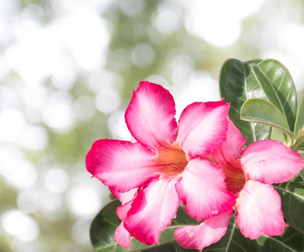 Rosa do deserto — Fotografia de Stock