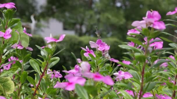 Rosa vinca con libellula — Video Stock