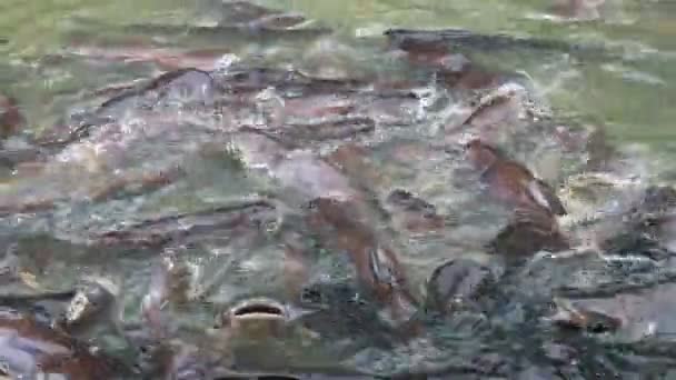 Many striped catfish in the river — Stock Video