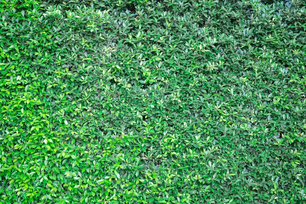 Pared de la planta con hojas verdes —  Fotos de Stock