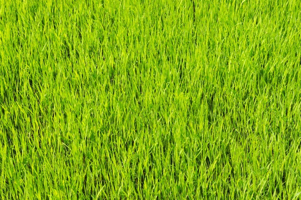 Campos de arroz com folhas verdes — Fotografia de Stock