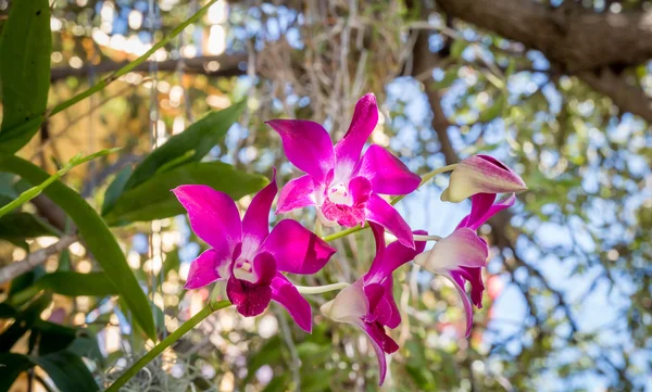 Lila orchideák, virágzó virágok — Stock Fotó