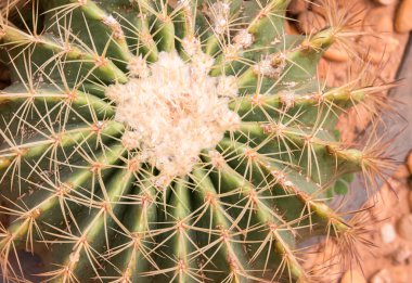 kaktüs Üstten Görünüm