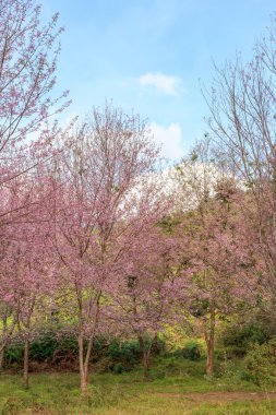  vahşi Himalaya kiraz