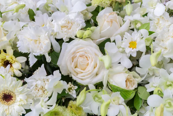 Rosa branca em flores — Fotografia de Stock