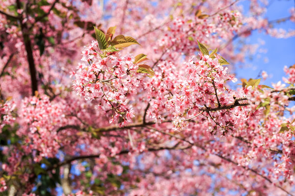  Wild Himalayan Cherry