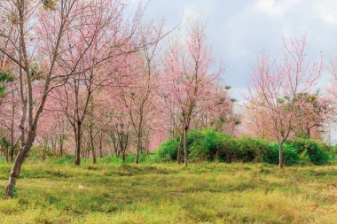 vahşi Himalaya kiraz