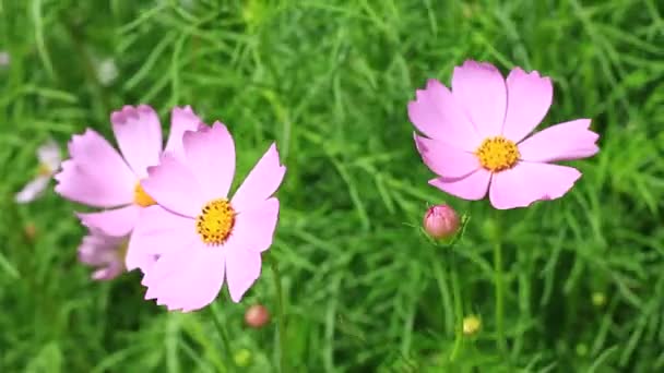 Cosmos rosados flores — Vídeo de stock