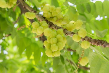 yıldız bektaşi üzümü meyve