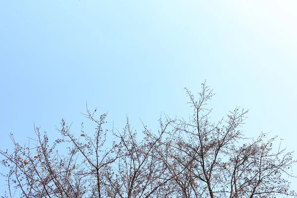 Rama de árboles en el cielo azul — Foto de Stock