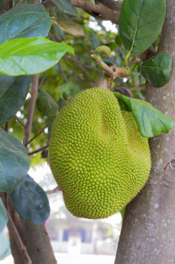 nefesi ağaç üzerinde