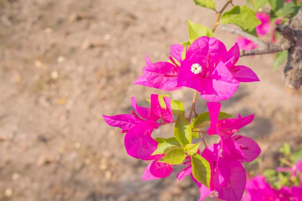 Рожева квітка Bougaville — стокове фото